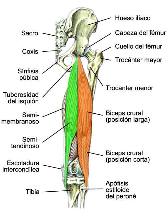 El bíceps femoral es uno de los músculos más importantes del tren inferior.