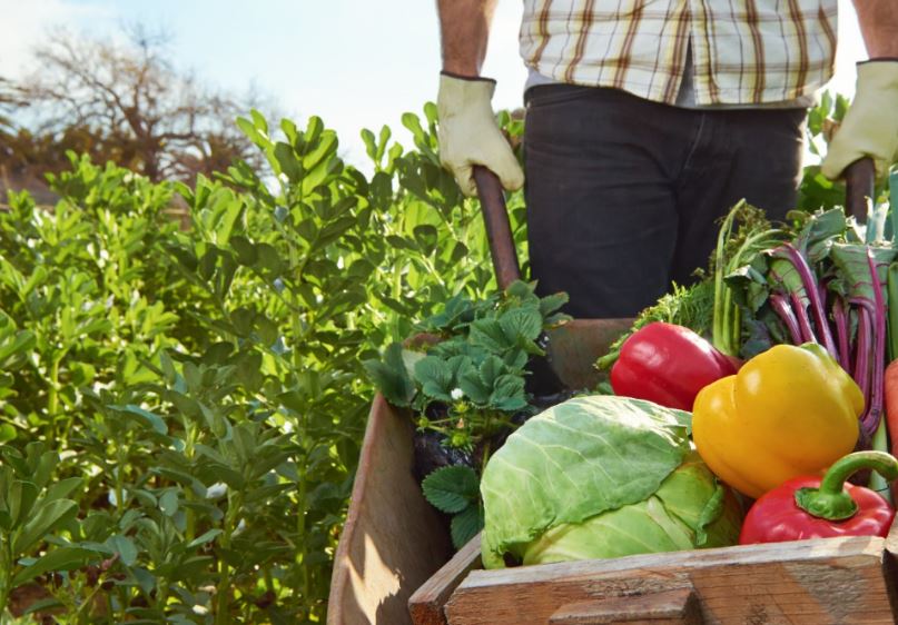 Agricultura de los alimentos ecológicos.