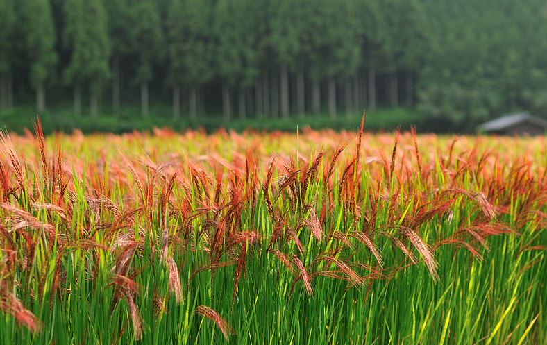 Las propiedades del arroz rojo lo hacen un cultivo característico en países como Japón..