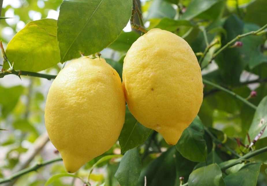 El limón es una de las mejores frutas para el invierno.