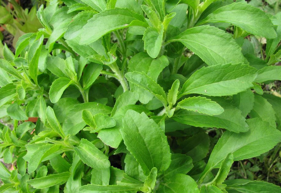 Planta de stevia.