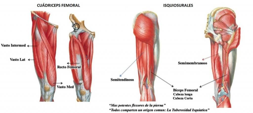 Musculos de como funcionan piernas los las