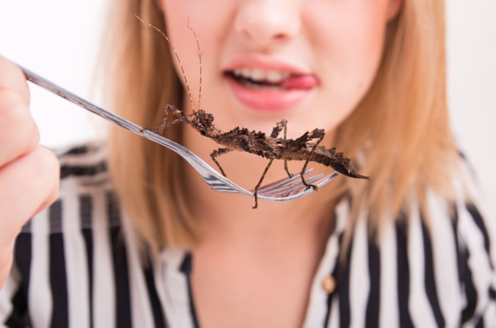 Pros y contras de los nuevos insectos y gusanos comestibles en España Pros y contras de los nuevos insectos y gusanos comestibles en España
