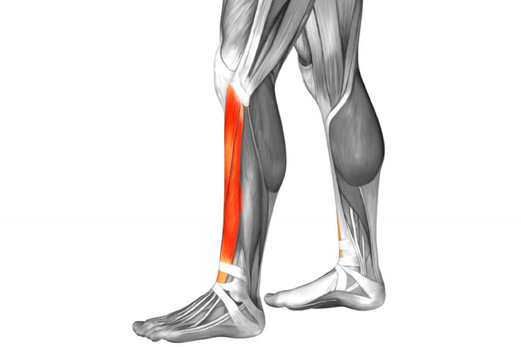 El músculo tibial anterior está situado en la parte lateral o externa de la tibia.