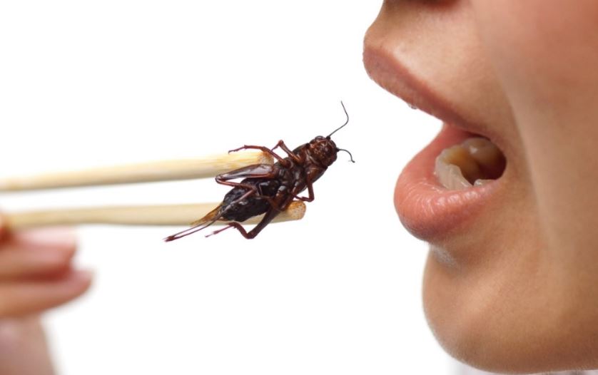 Comer grillos.