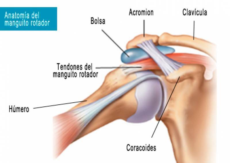 El manguito rotador es uno de los clásicos músculos olvidados del cuerpo.