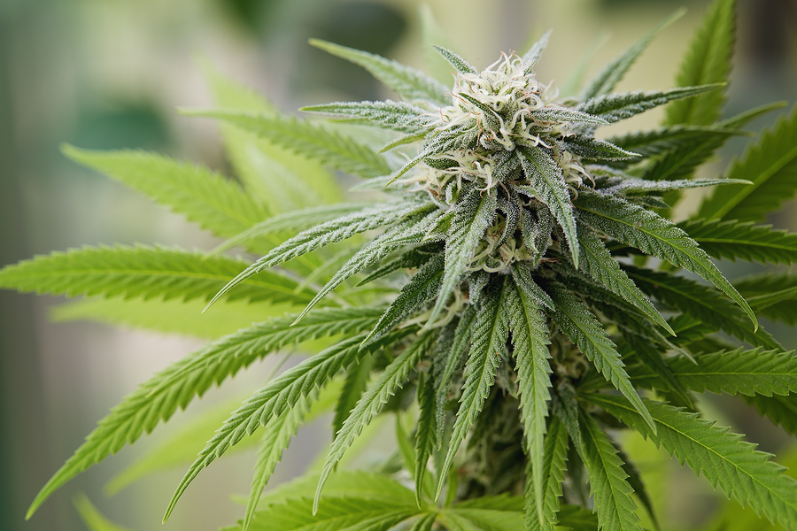 Efectos de la marihuana en el cuerpo Efectos de la marihuana en el cuerpo