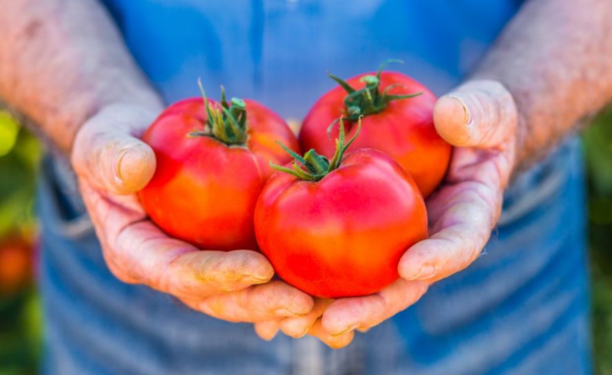 Tomates recién cogidos.