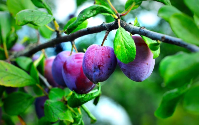 Beneficios de las ciruelas claudias.