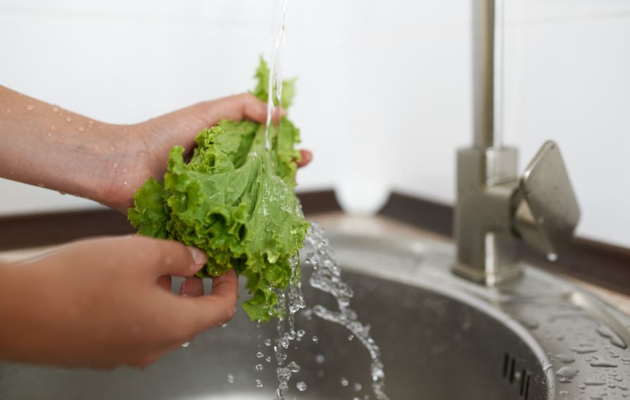 La lechuga y sus tipos.