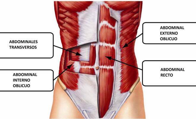 El transverso es la capa muscular abdominal más profunda, situada debajo del recto abdominal y los oblicuos.