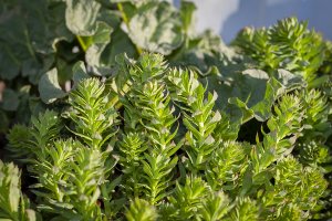 Uso de rhodiola rosea como adaptógeno deportivo