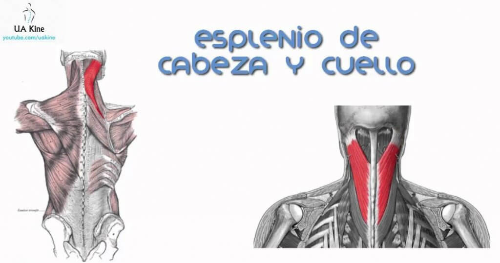 Los músculos de la espalda necesitan ser fortalecidos para evitar dolores y lesiones.