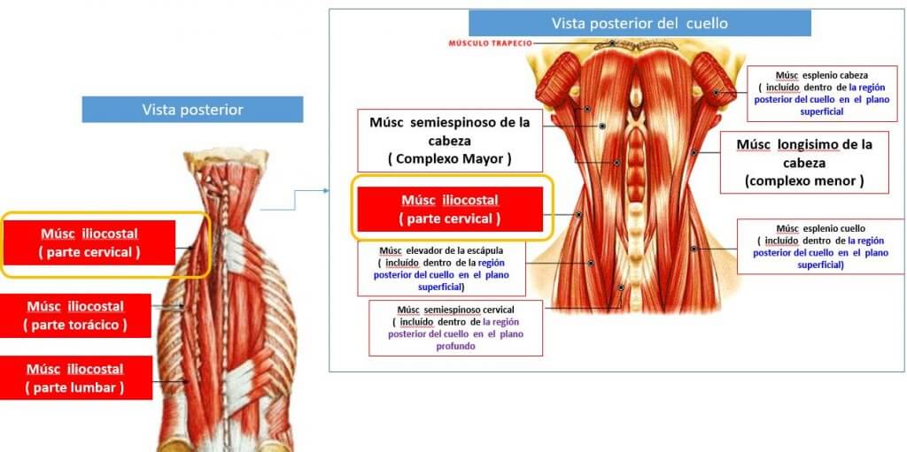 El músculo iliocostal es uno de los intermedios ubicados en la espalda.