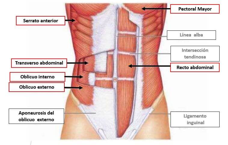 Transverso del abdomen musculo