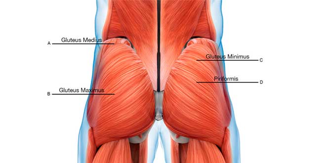 La anatomía de los músculos glúteos es sencilla de comprender.