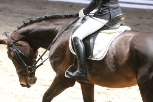 Aspectos legales de la copropiedad de un caballo de competición