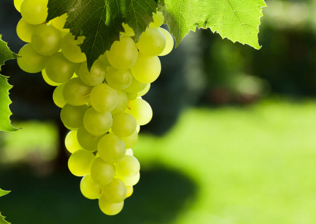 El extracto de uvas blancas posee menos antioxidantes que el de uvas oscuras.