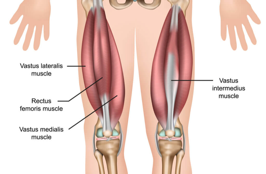 Anatomía del músculo cuadriceps.