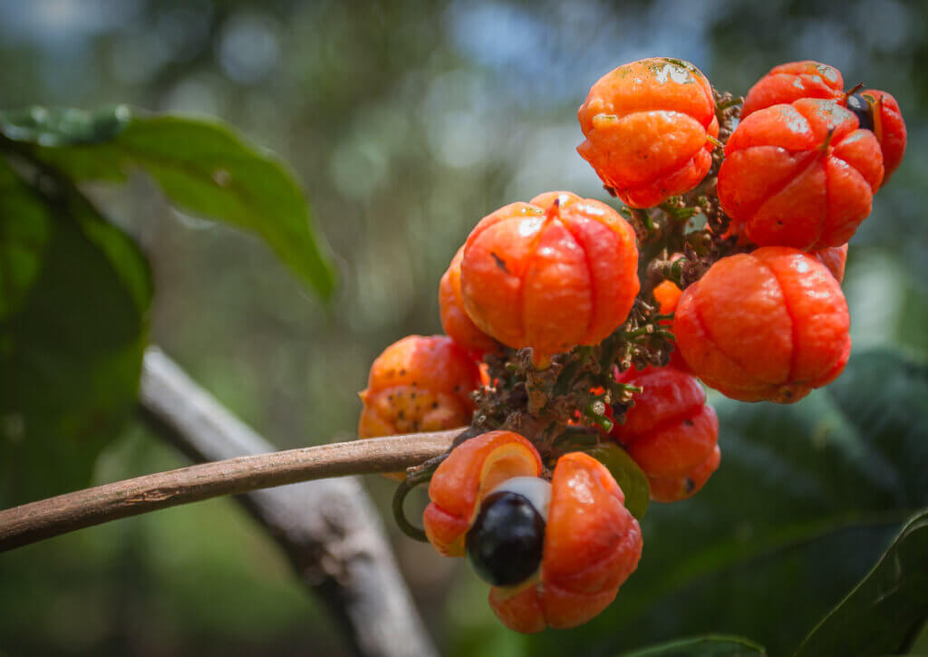 La guaraná es una fruta con alto contenido de cafeína.