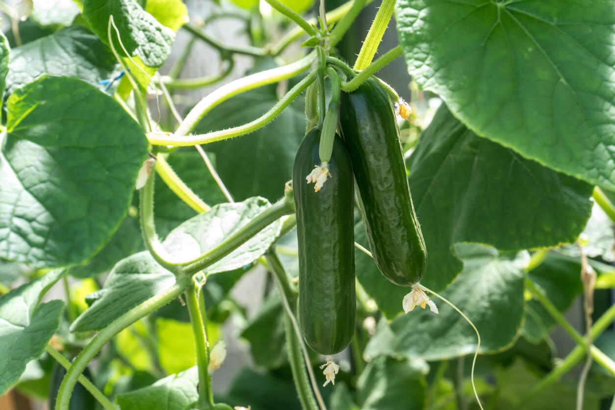 2 recetas deliciosas con calabacín para cuidar tu salud