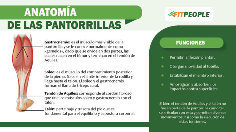 músculos de las pantorrillas