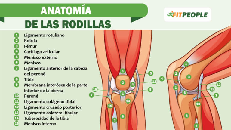 anatomía de las rodillas